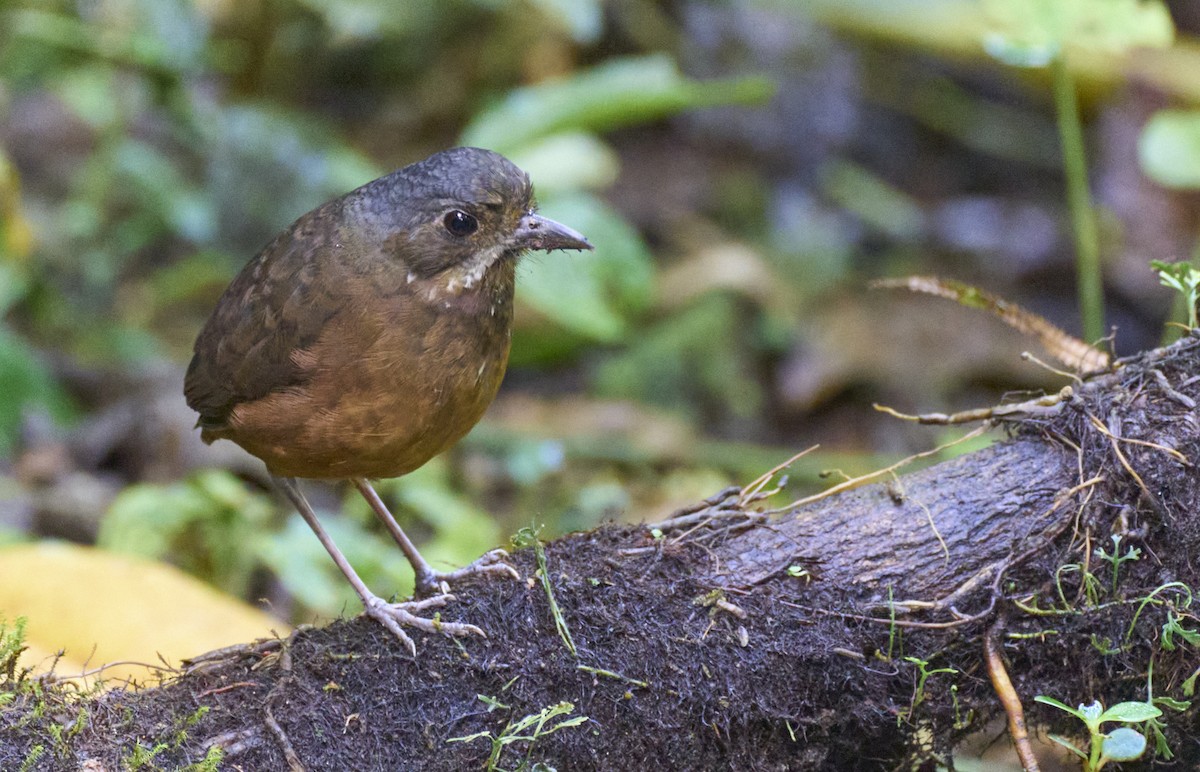 Moustached Antpitta - ML637969854