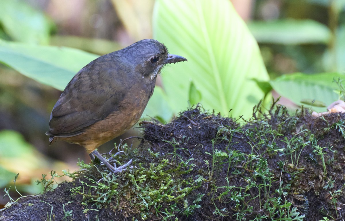 Moustached Antpitta - ML637969855