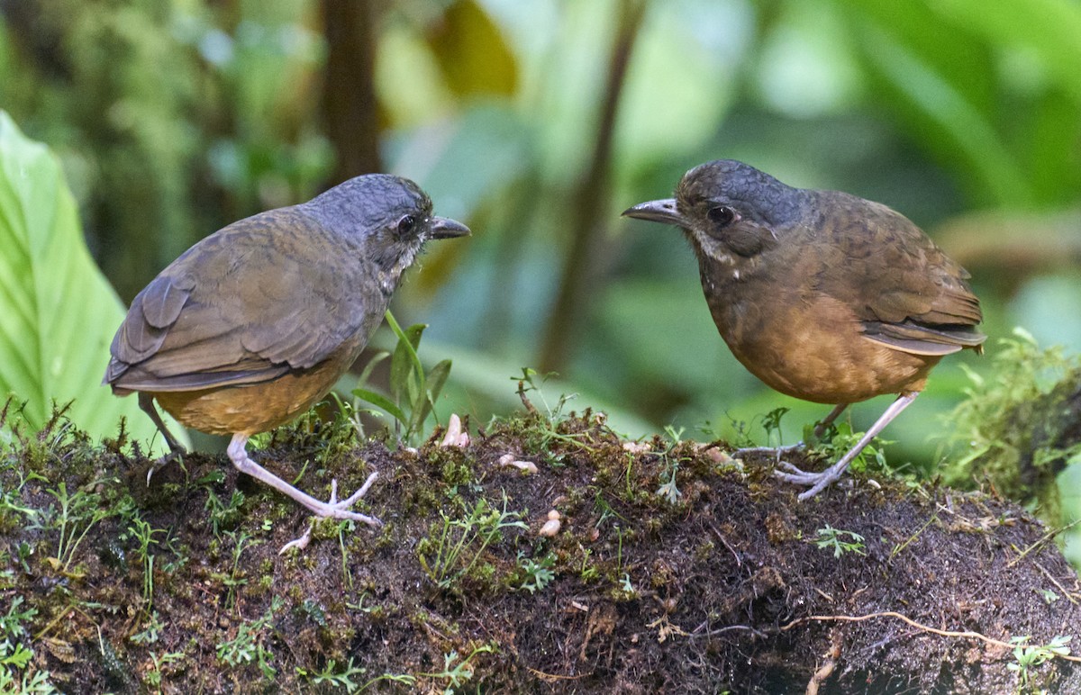 Moustached Antpitta - ML637969856