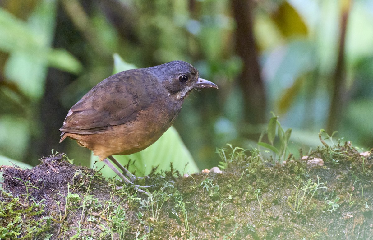 Moustached Antpitta - ML637969857