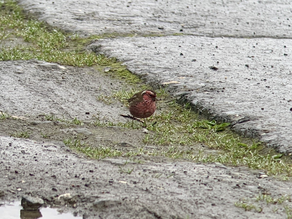 Chinese White-browed Rosefinch - ML637969876
