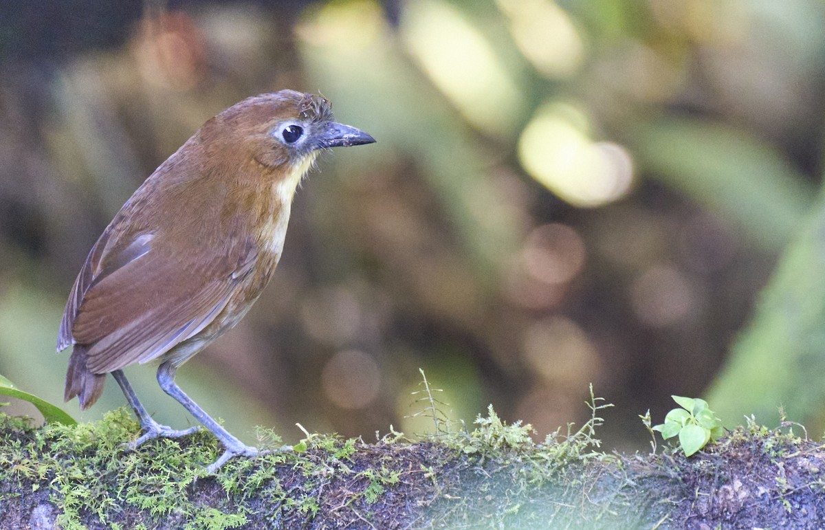 Yellow-breasted Antpitta - ML637969889
