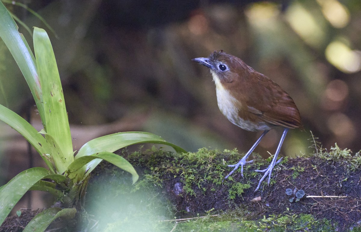 Yellow-breasted Antpitta - ML637969890