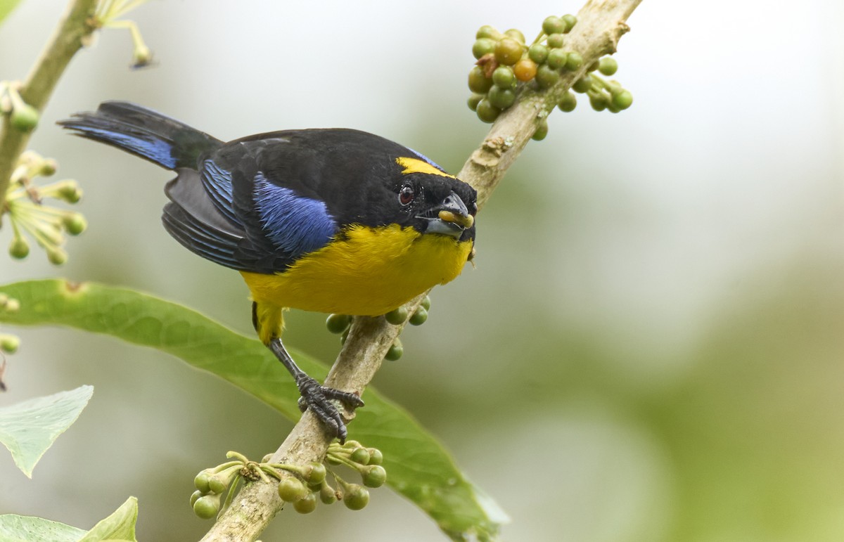 Blauflügel-Bergtangare - ML637969965