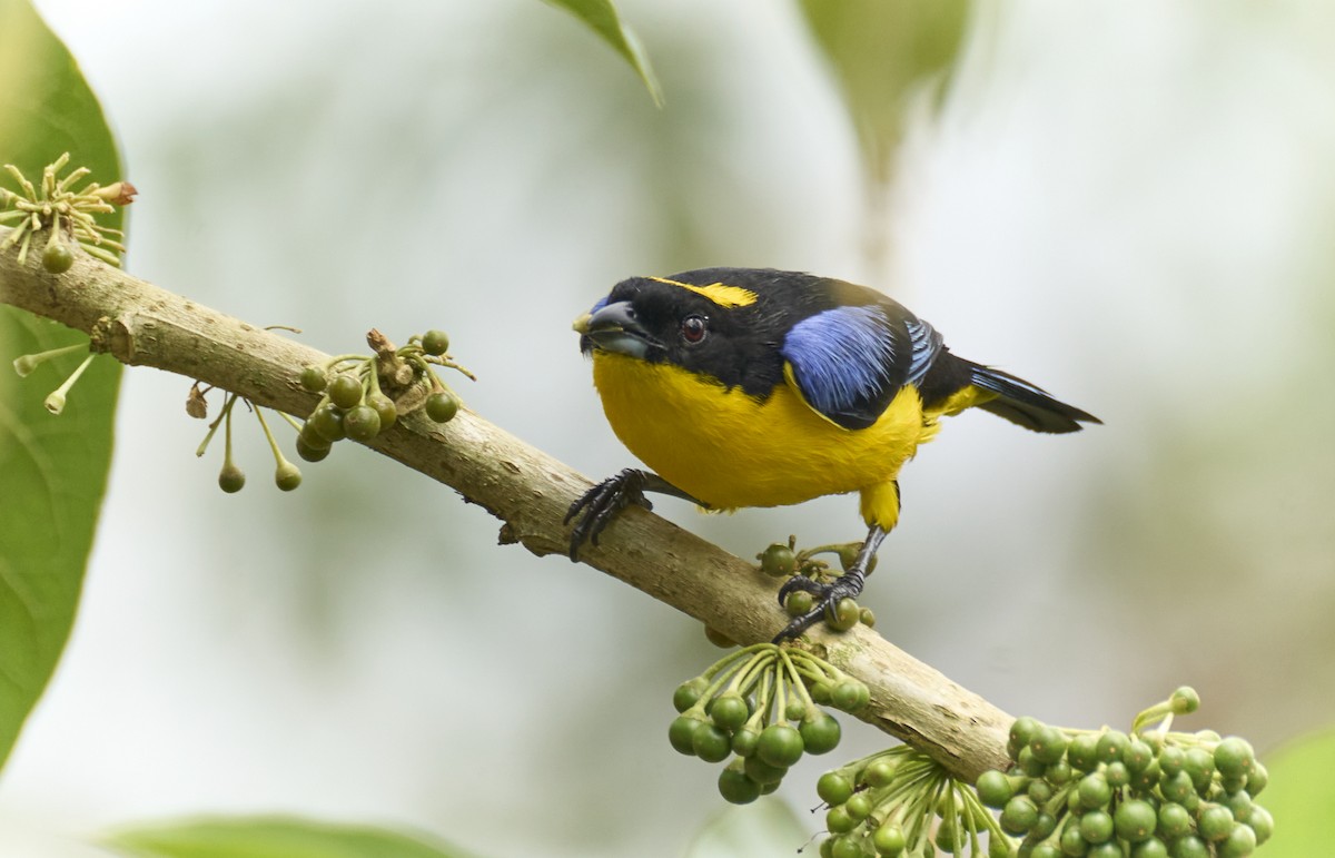 Blauflügel-Bergtangare - ML637969966