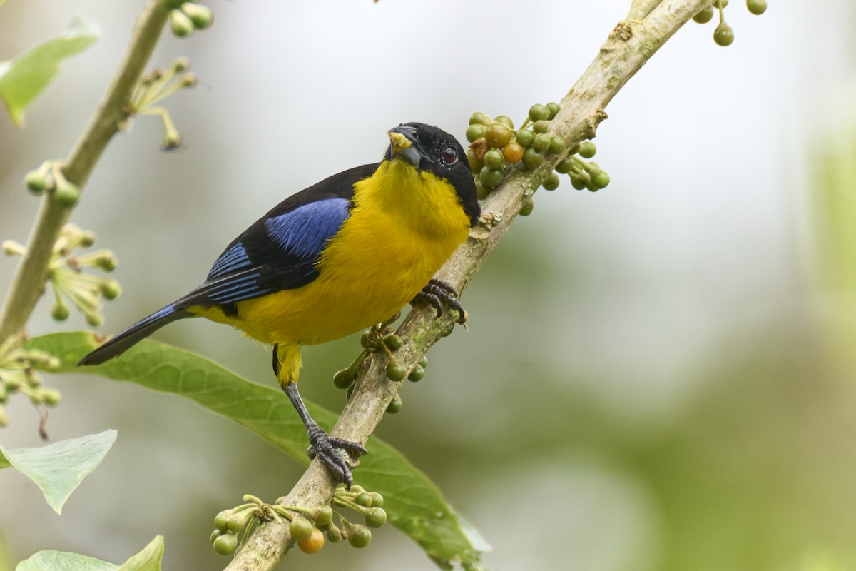 Blauflügel-Bergtangare - ML637969967