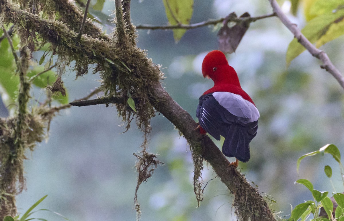 Andean Cock-of-the-rock - ML637969993