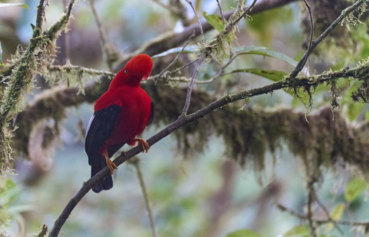 Andean Cock-of-the-rock - ML637969994