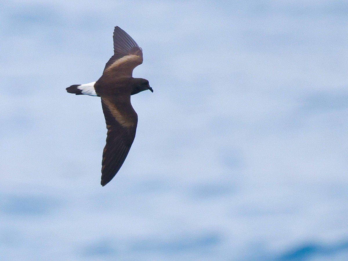 Wedge-rumped Storm-Petrel - ML637970018