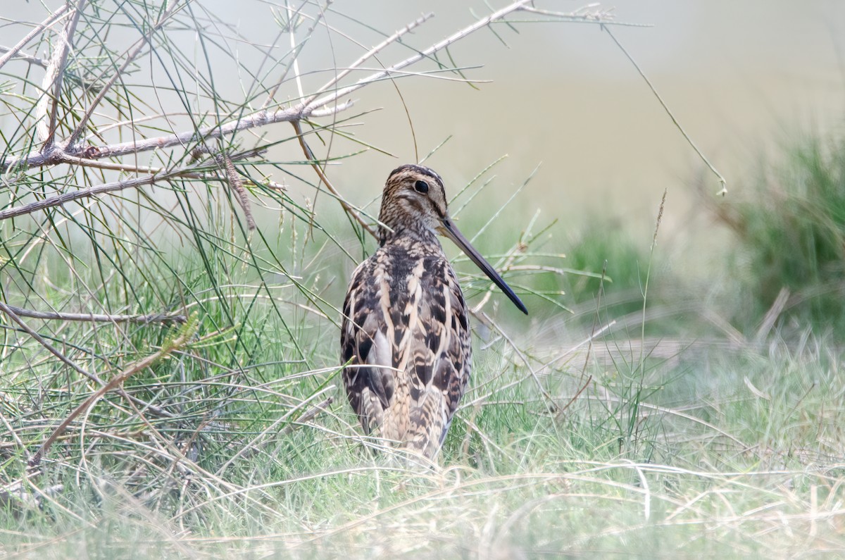 Latham's Snipe - ML637970024