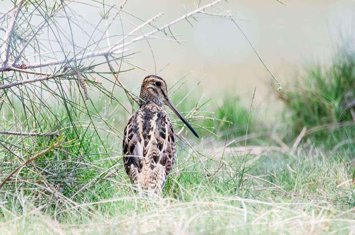 Latham's Snipe - ML637970025