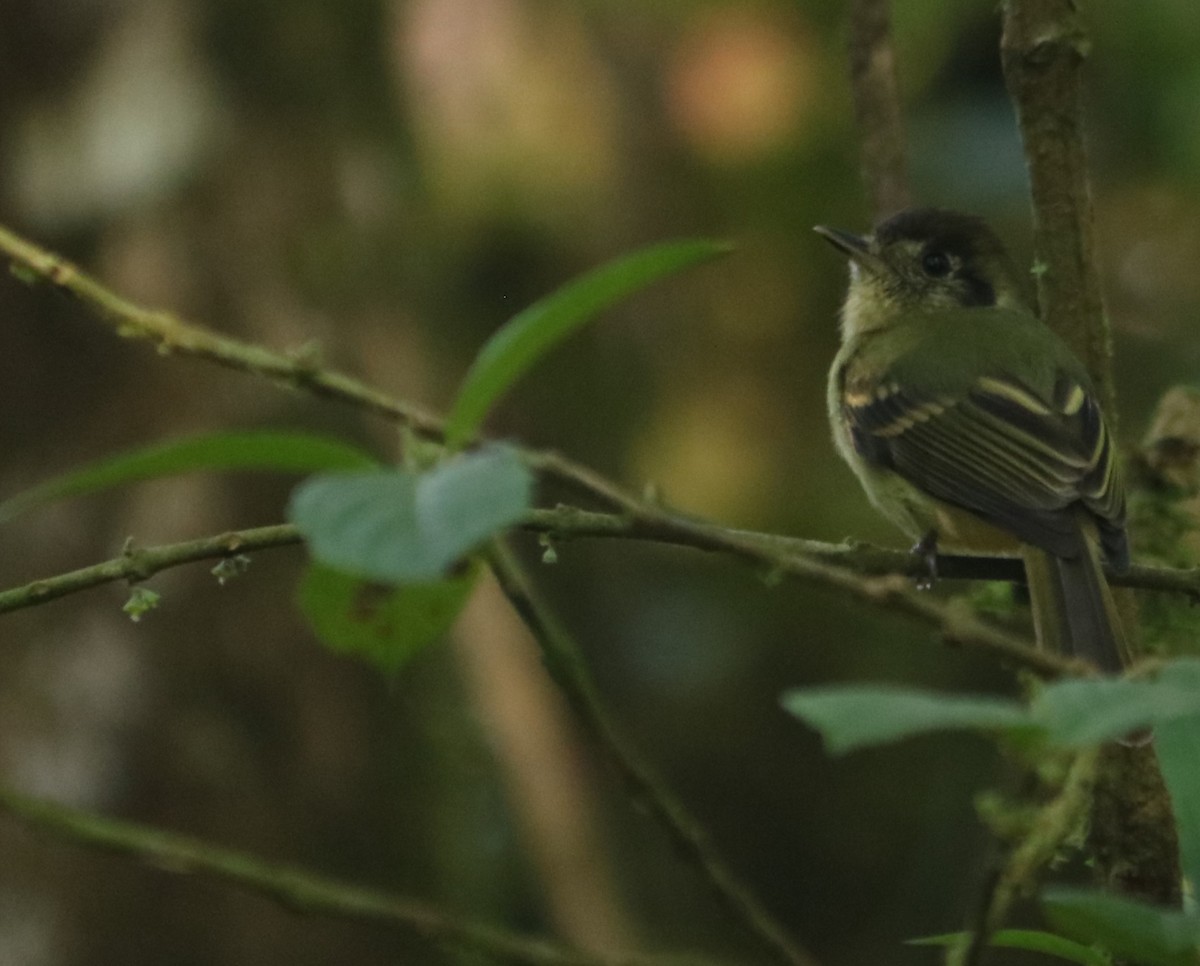 Sepia-capped Flycatcher - ML637970030
