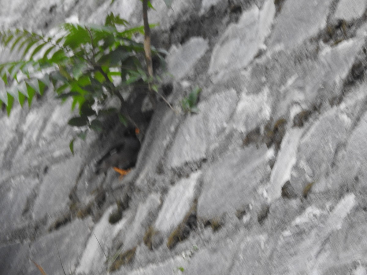 林八哥 - ML637970034