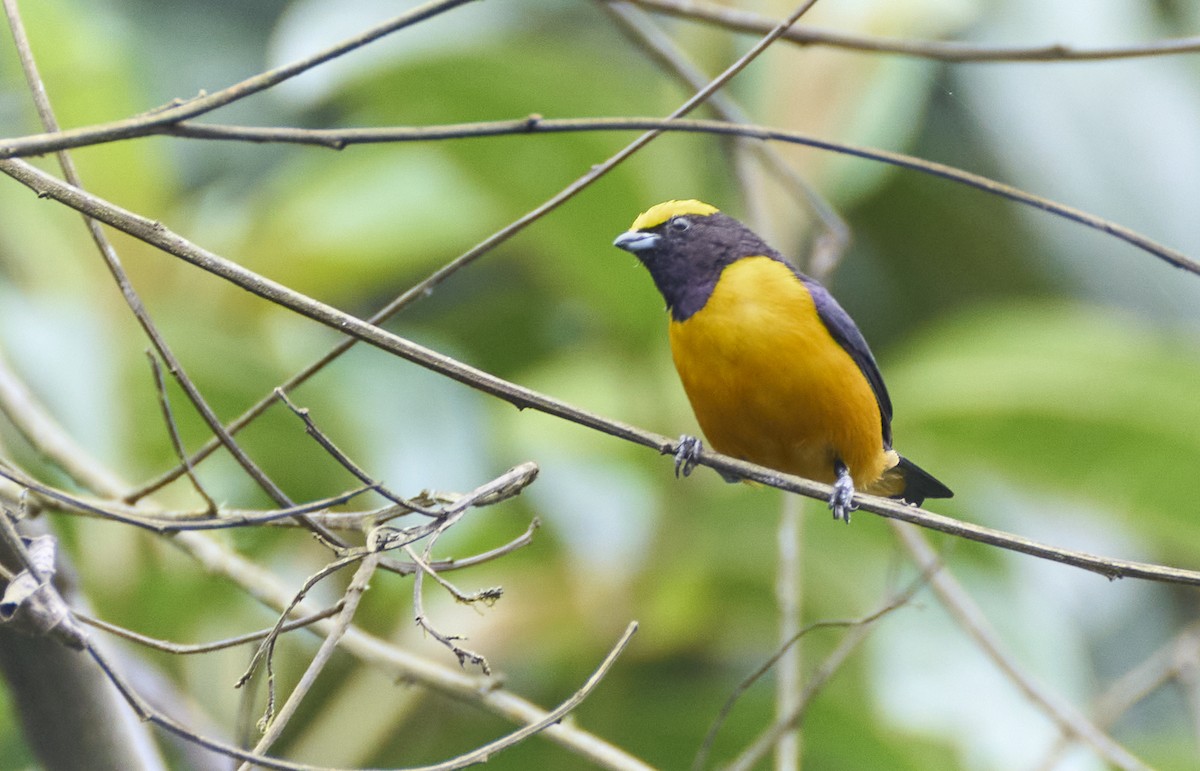 Orange-crowned Euphonia - ML637970038