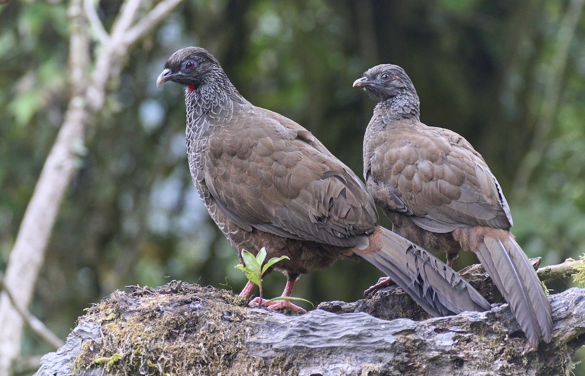 Andean Guan - ML637970120