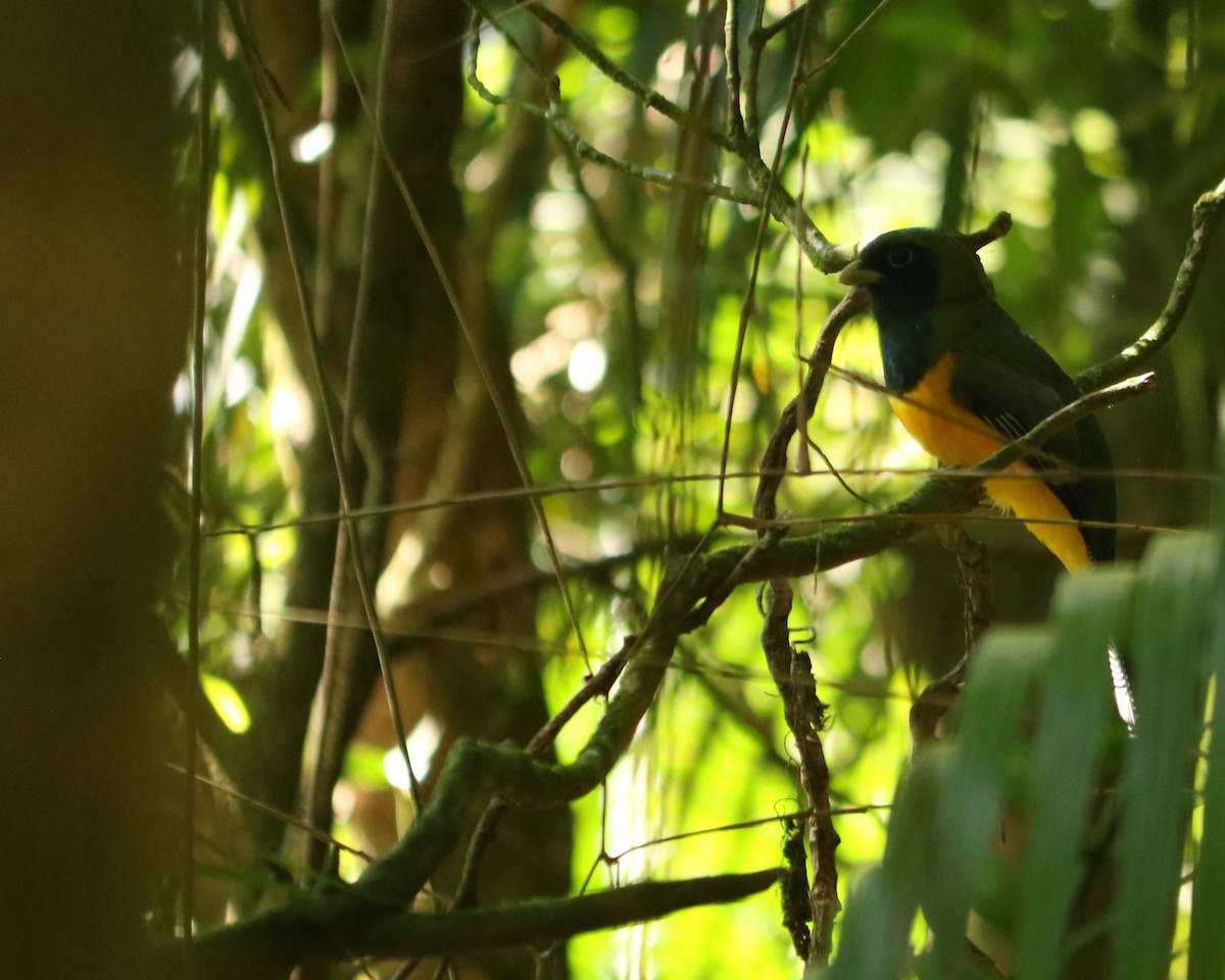 Atlantic Black-throated Trogon - ML637970134