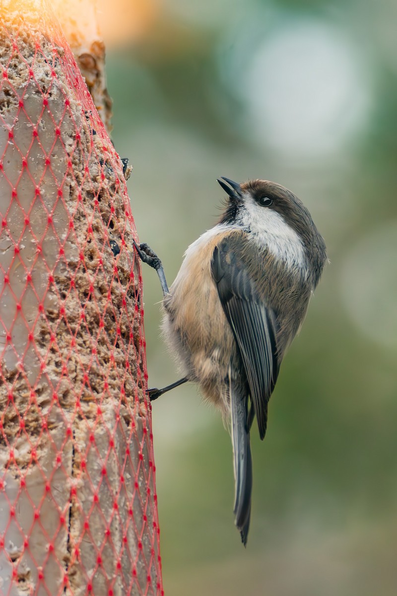 Gray-headed Chickadee - ML637970149
