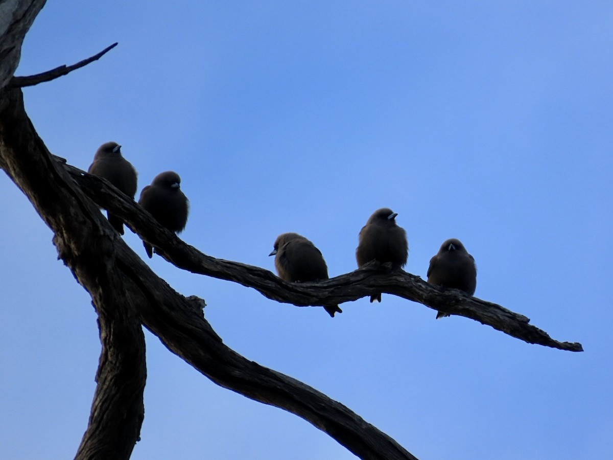 Dusky Woodswallow - ML637970150
