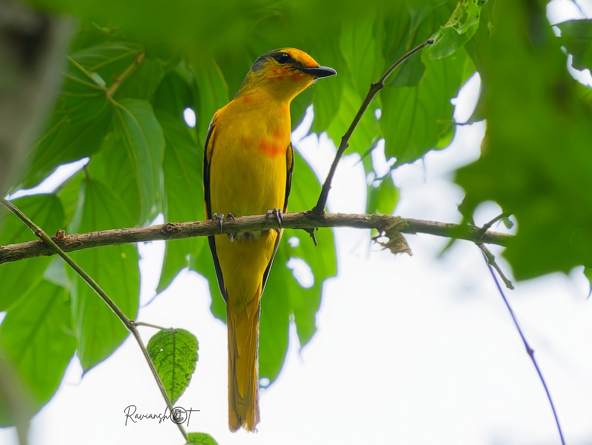 Kırmızı Minivet - ML637970172