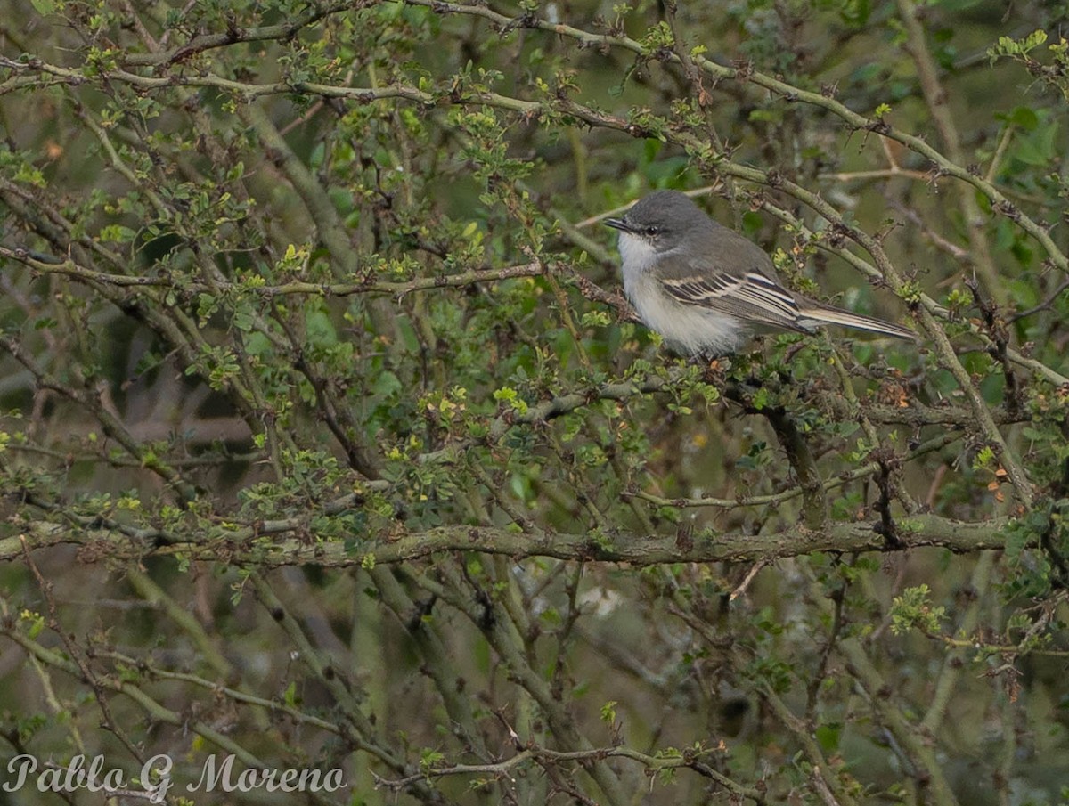 Suiriri Flycatcher - ML637970212