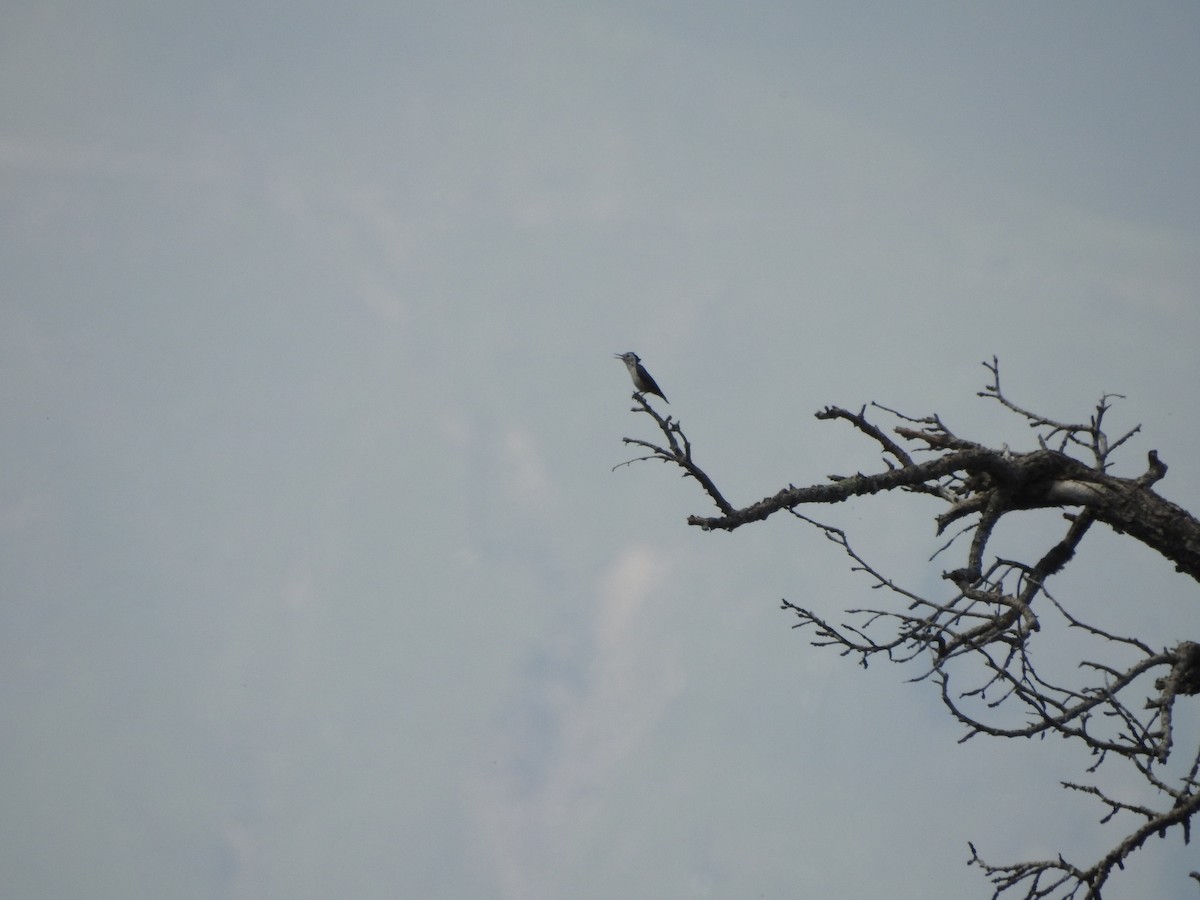 White-cheeked Nuthatch - ML637970244