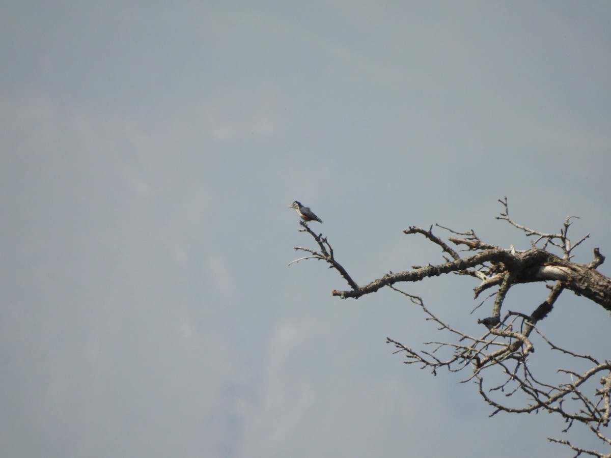 White-cheeked Nuthatch - ML637970245