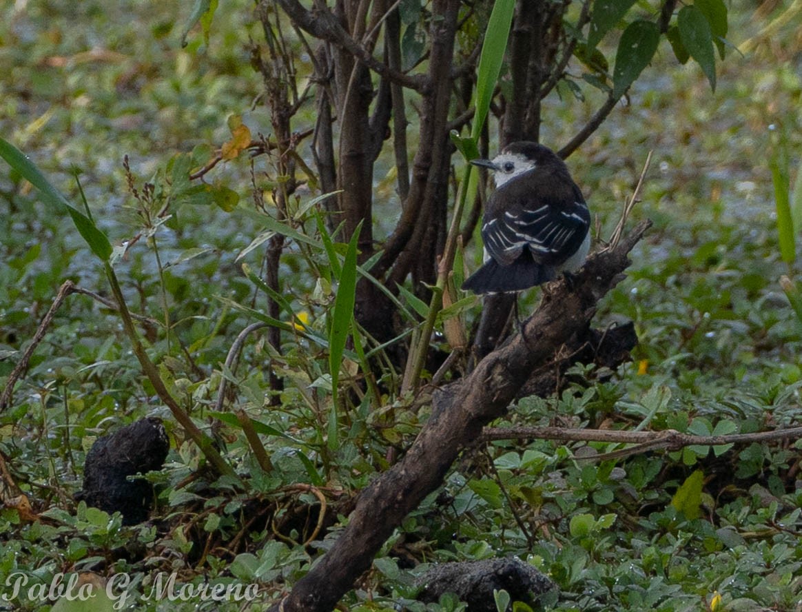 Black-backed Water-Tyrant - ML637970258