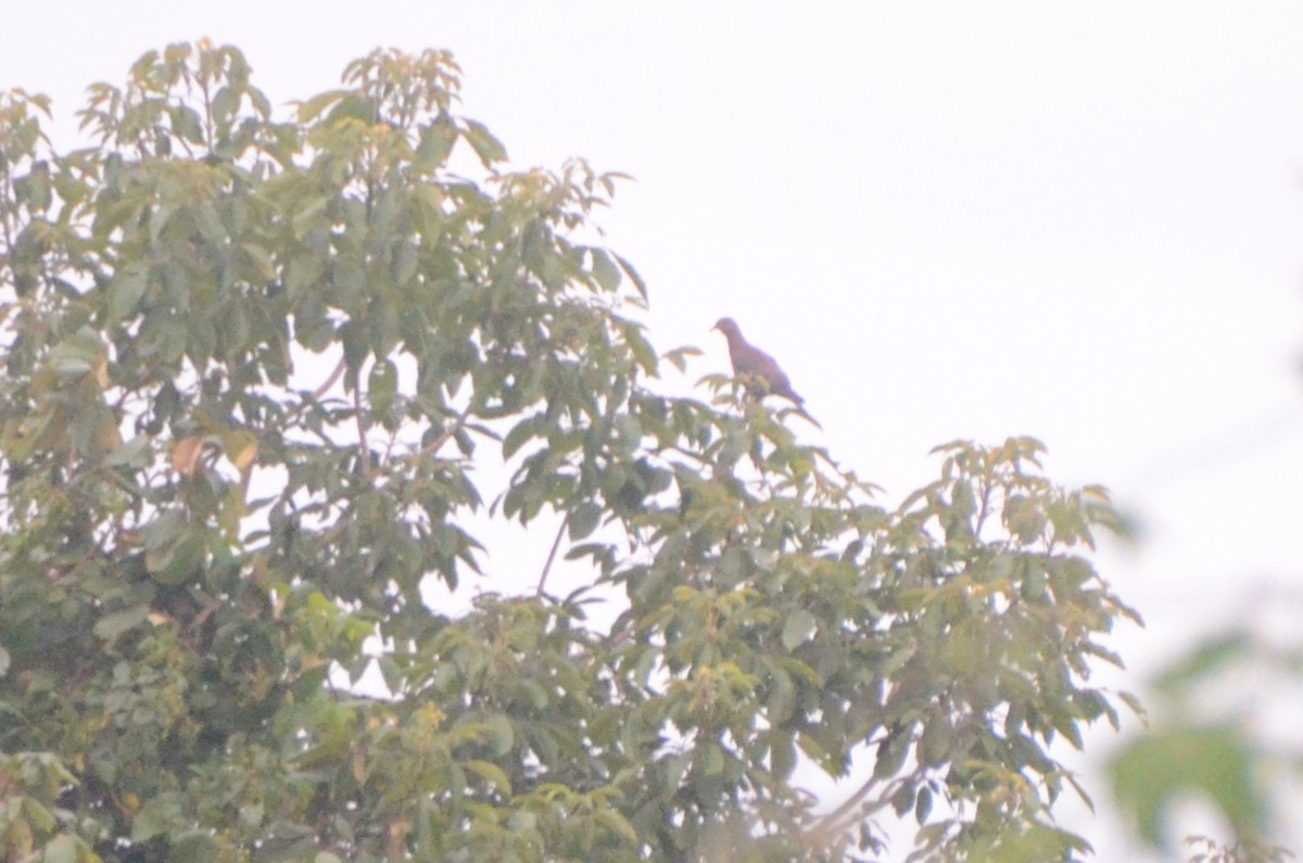 Red-billed Pigeon - ML637970284