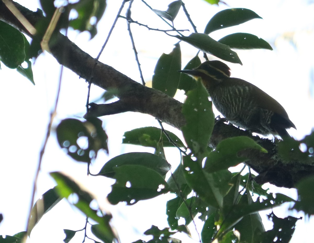 White-browed Woodpecker - ML637970301