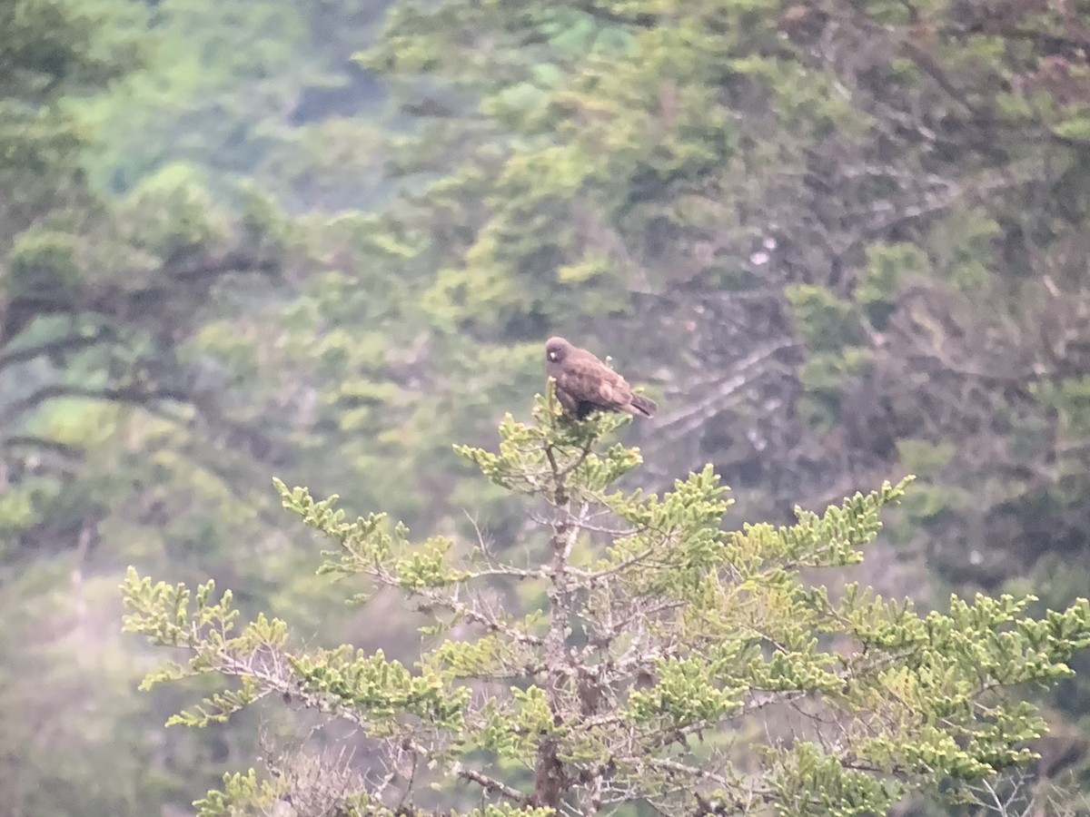 Himalayan Buzzard - ML637970308