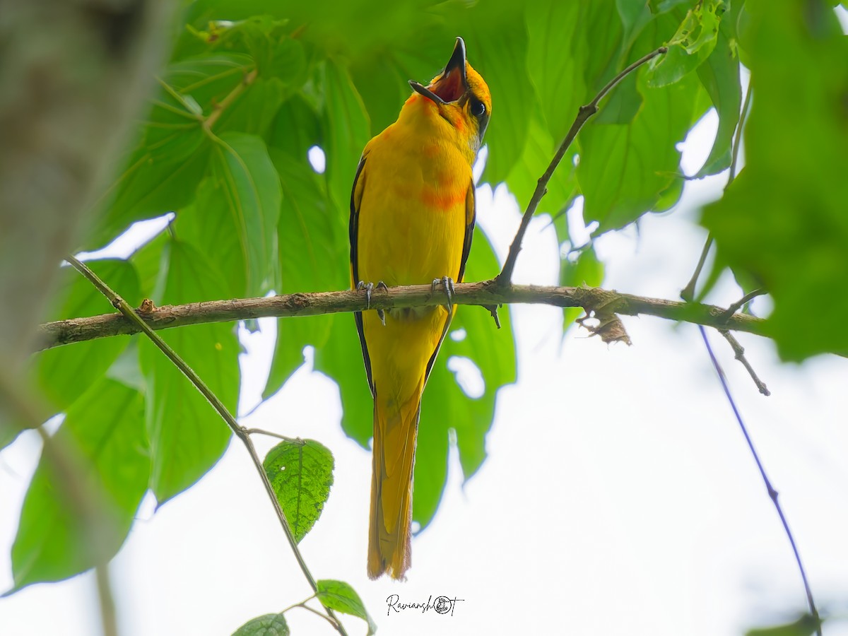 Kırmızı Minivet - ML637970312