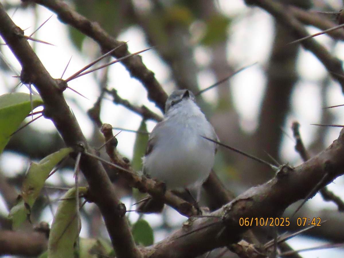 White-crested Tyrannulet (White-bellied) - ML637970318