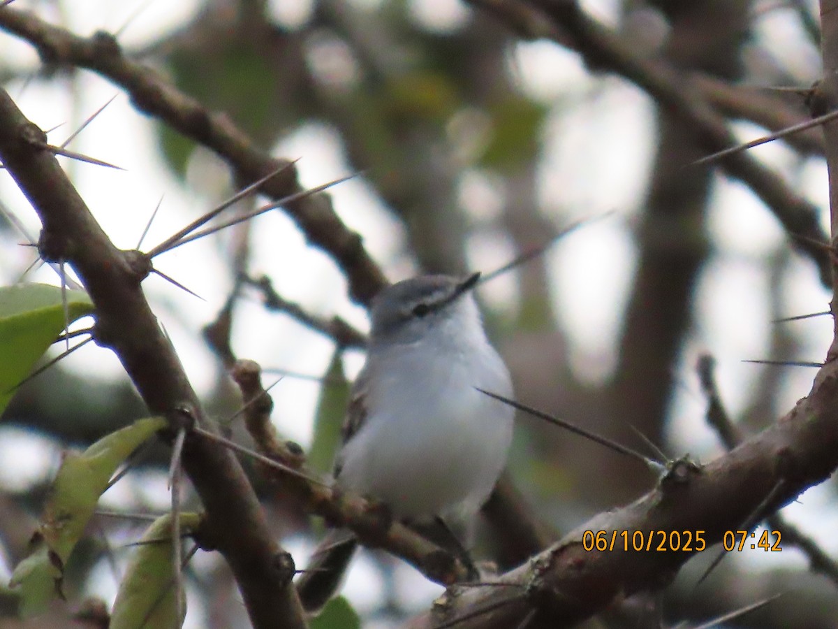 White-crested Tyrannulet (White-bellied) - ML637970320