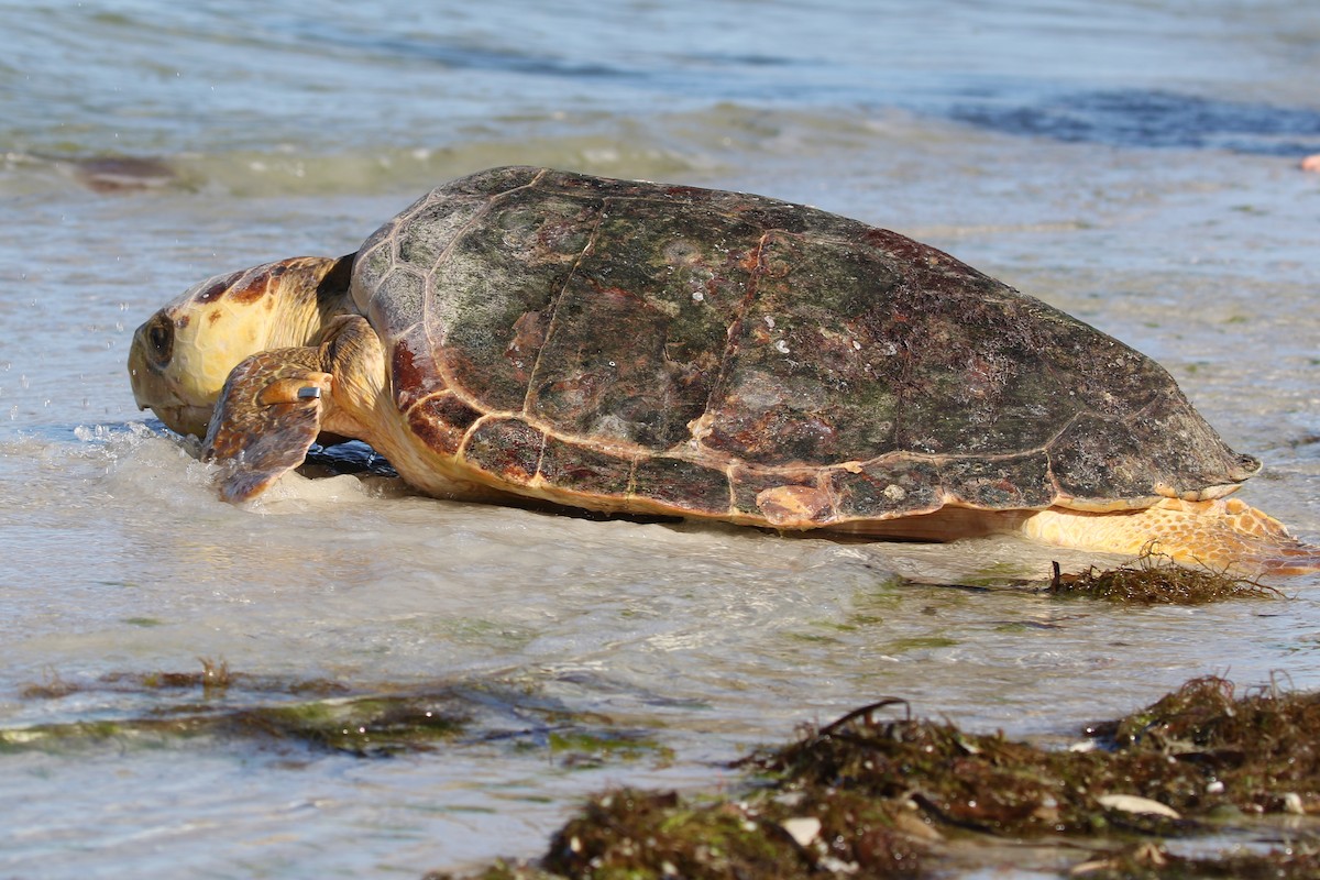 Loggerhead Sea Turtle - ML637970321