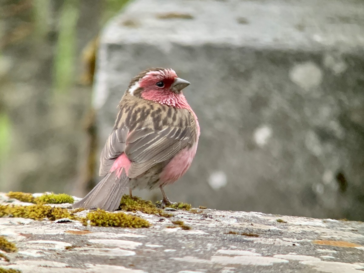 Chinese White-browed Rosefinch - ML637970345