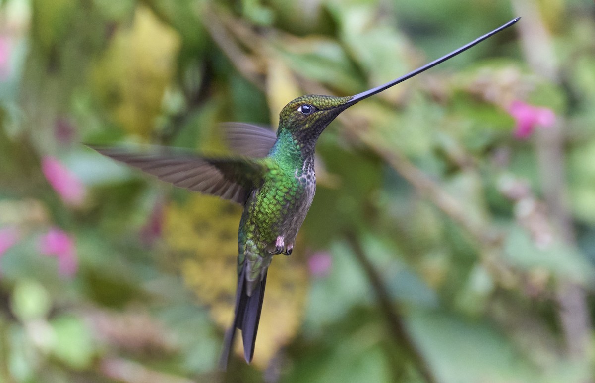 Sword-billed Hummingbird - ML637970371