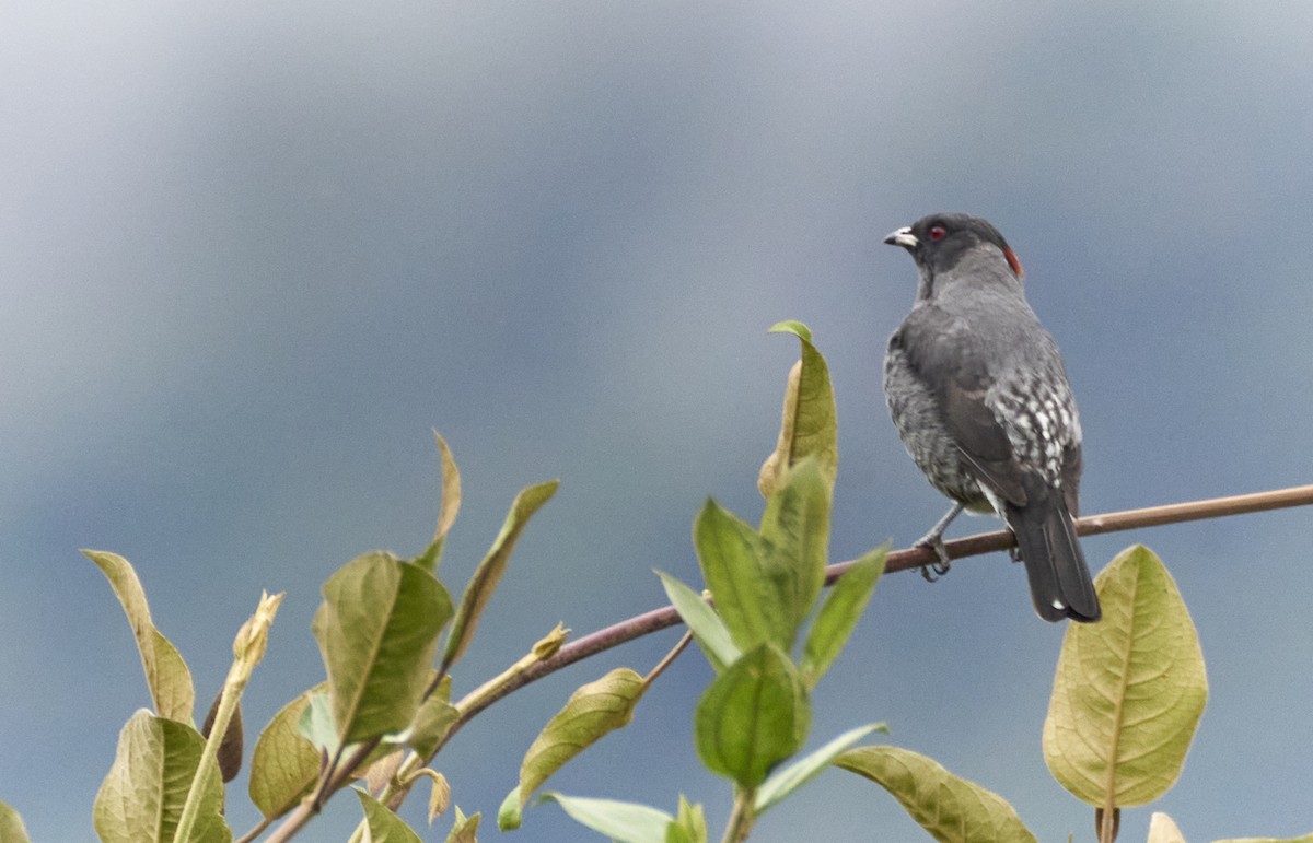 Red-crested Cotinga - ML637970385