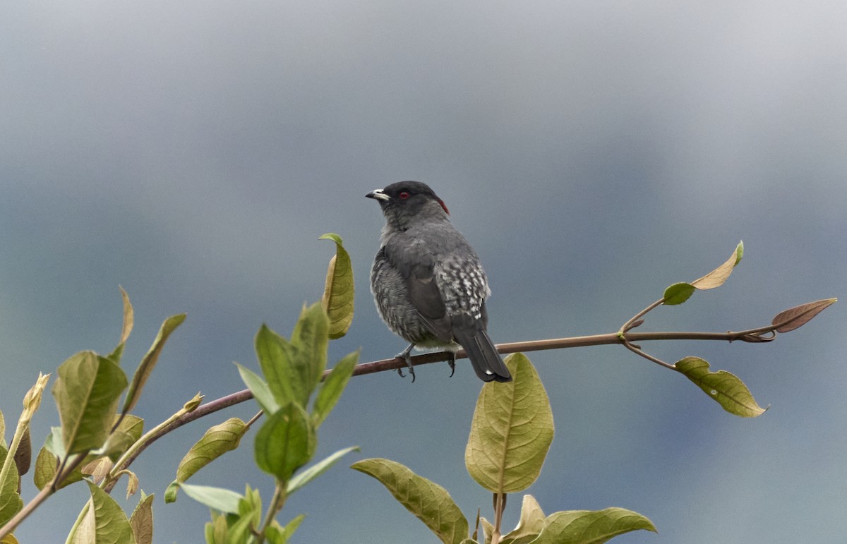 Red-crested Cotinga - ML637970386