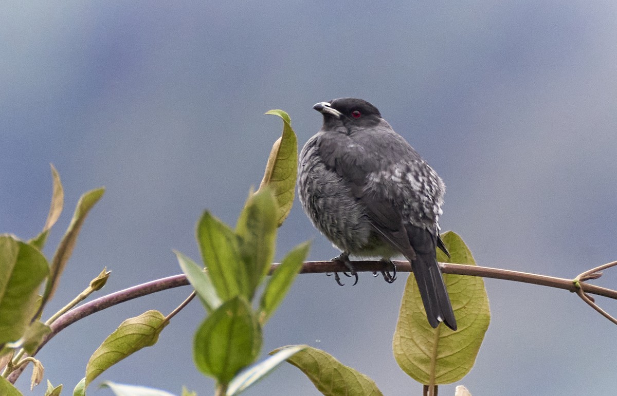 Red-crested Cotinga - ML637970394