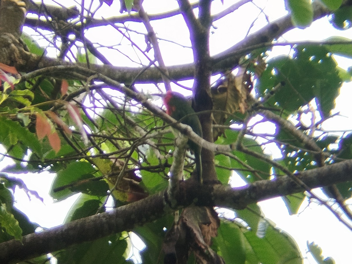 Red-bearded Bee-eater - ML637970400