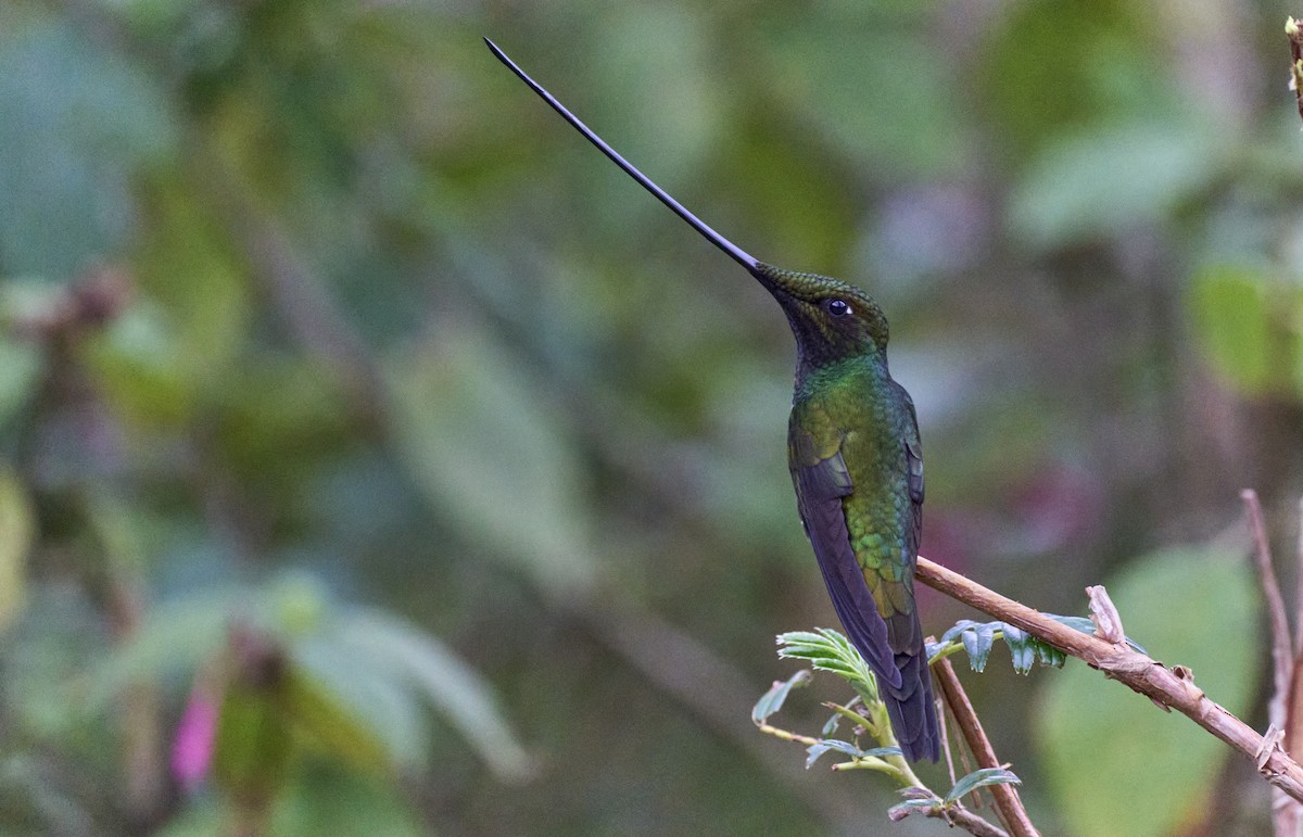 Sword-billed Hummingbird - ML637970424