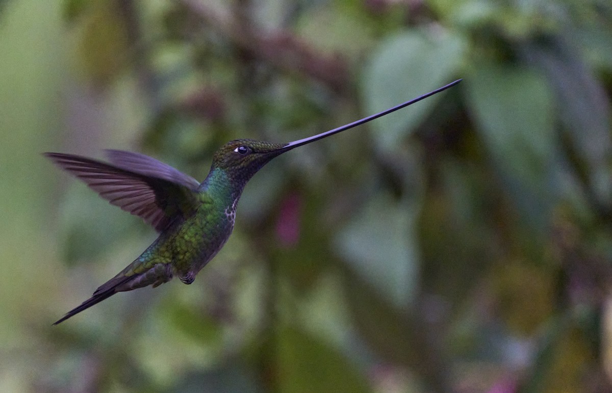 Sword-billed Hummingbird - ML637970425