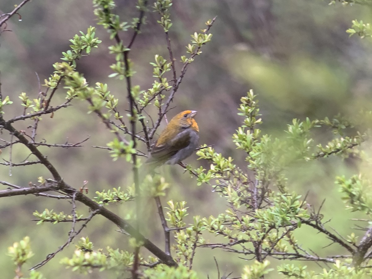 Crimson-browed Finch - ML637970448