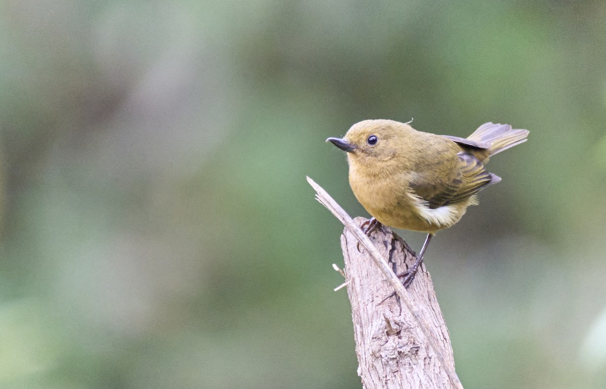White-sided Flowerpiercer - ML637970458