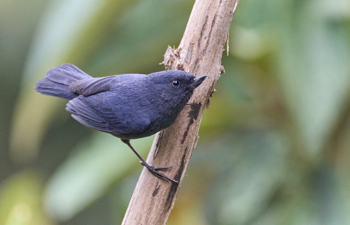 White-sided Flowerpiercer - ML637970459