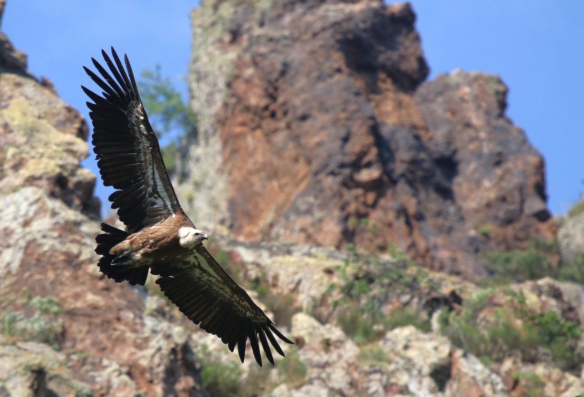 Eurasian Griffon - ML637970486