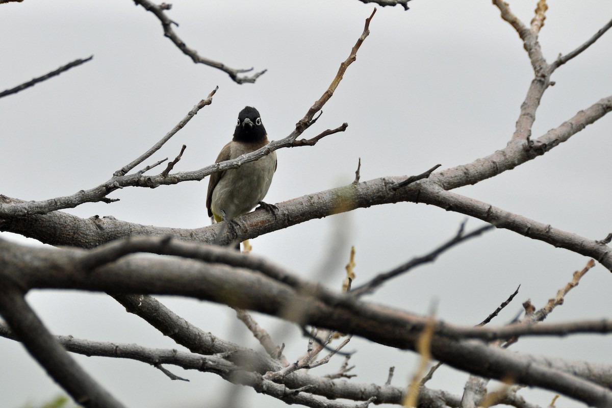 bulbul arabský - ML637970519
