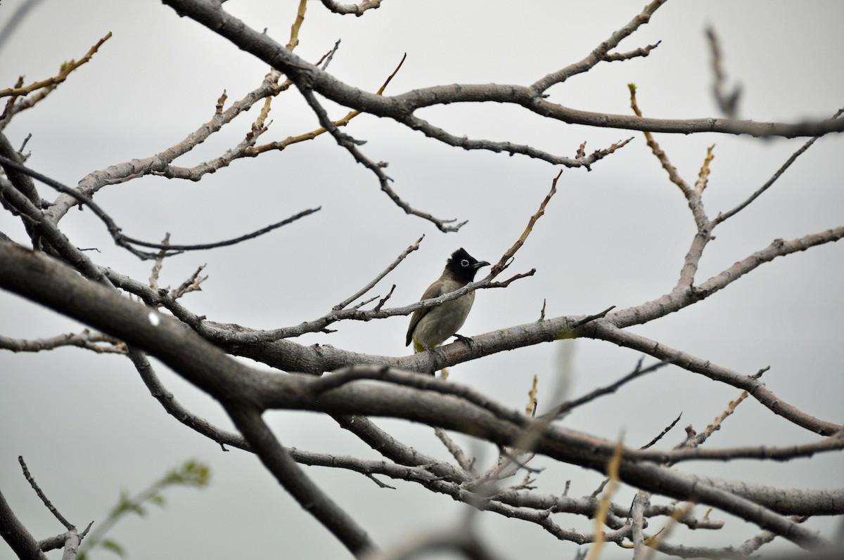 bulbul arabský - ML637970521