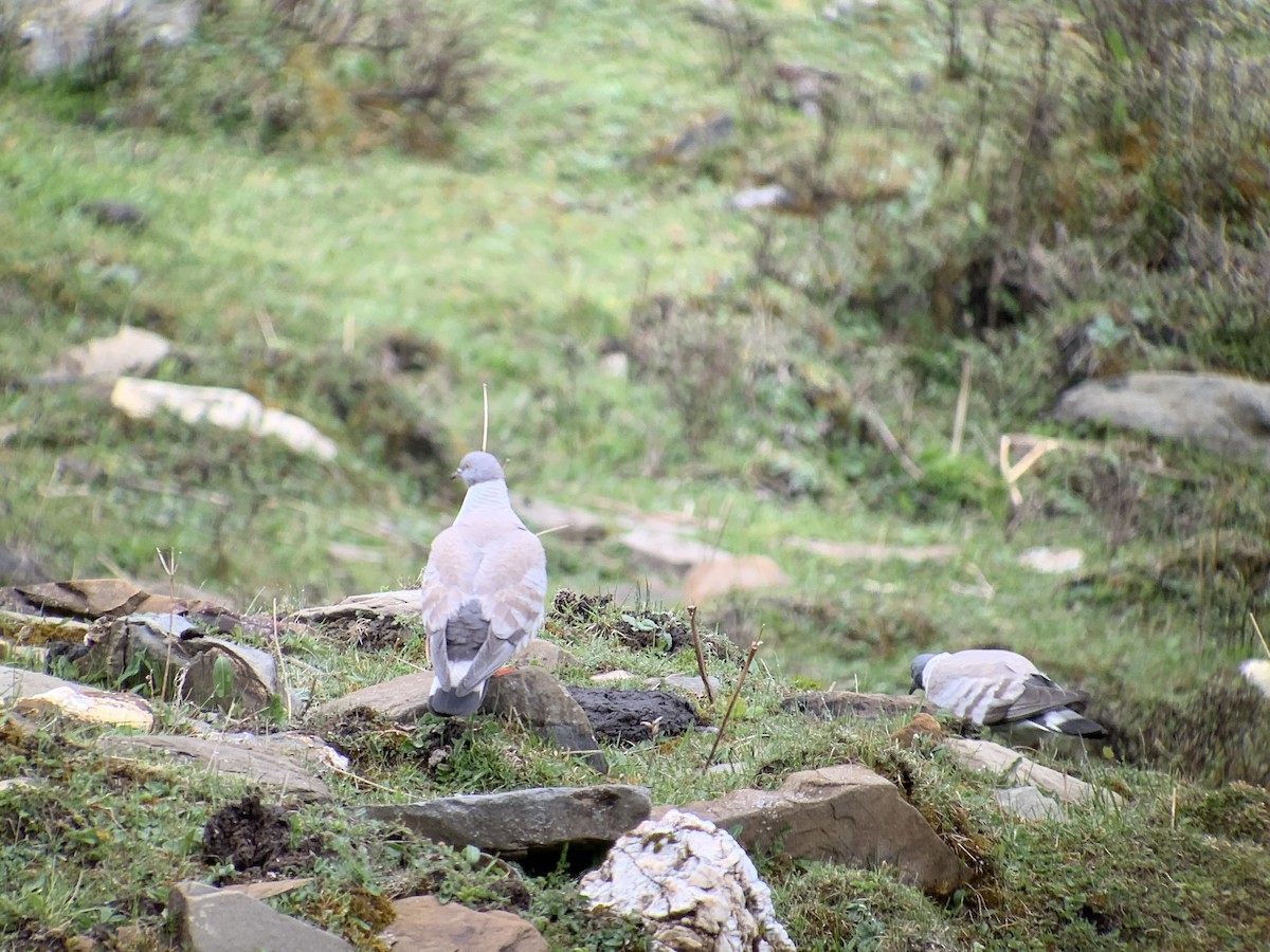 Snow Pigeon - ML637970532