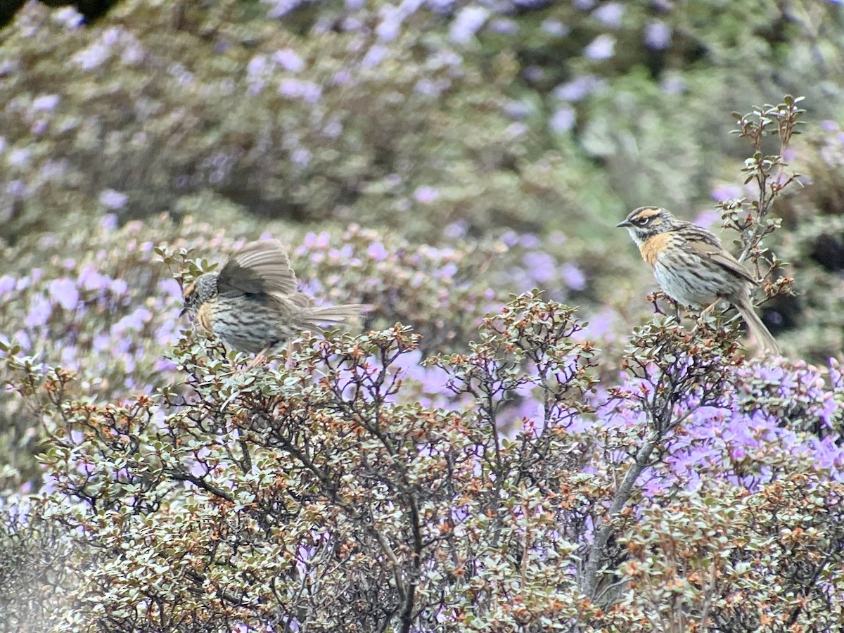 Rufous-breasted Accentor - ML637970558